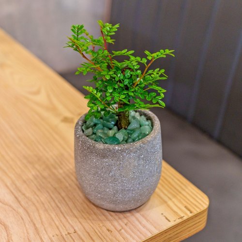 巧繪網植物館 胡椒木 水泥盆栽 桌上型盆栽 辦公室植栽 開幕送禮 喬遷禮物