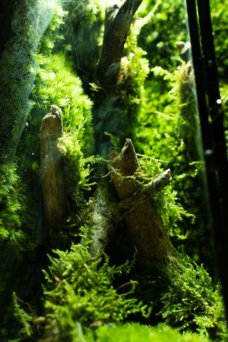 Moss Spirit Eco Bottle Plant Bonsai - Plants - Plants & Flowers Green