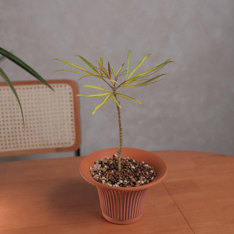 黃金五爪木 - 植栽/盆栽 - 植物．花 