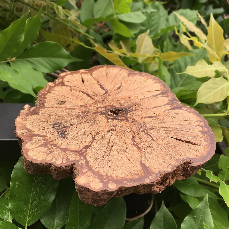 Chrysanthemum Wood Coaster 【L/F】 - Coasters - Paper Brown