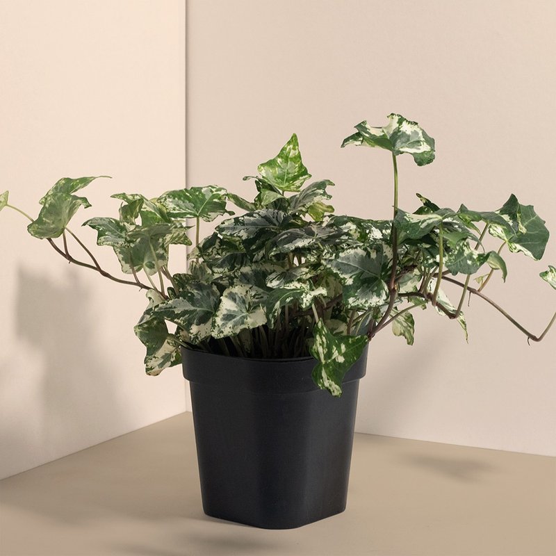 Calico Ivy 墨花常春藤_室內植栽 - 盆栽/植栽 - 植物．花 