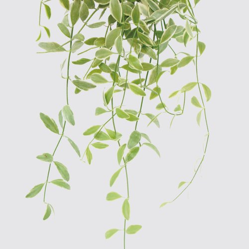 森多 水耕植研所 │ 犀力系列 │ 斑葉串錢藤 - 垂掛植物 水耕盆栽 陶瓷盆器