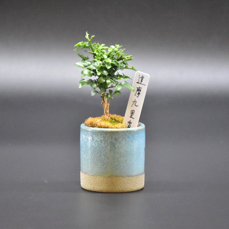 達摩九里香 Orange Jasmine - 盆栽/植栽 - 植物．花 
