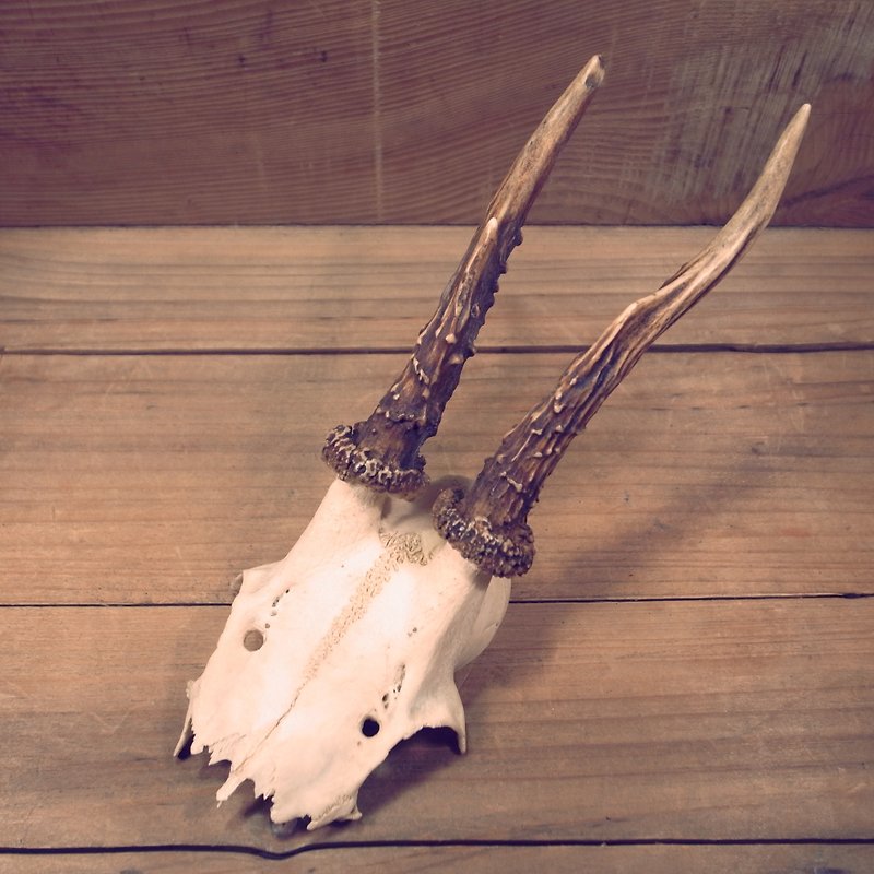 Old bone antlers with cranium x3 vintage - ของวางตกแต่ง - วัสดุอื่นๆ สีใส