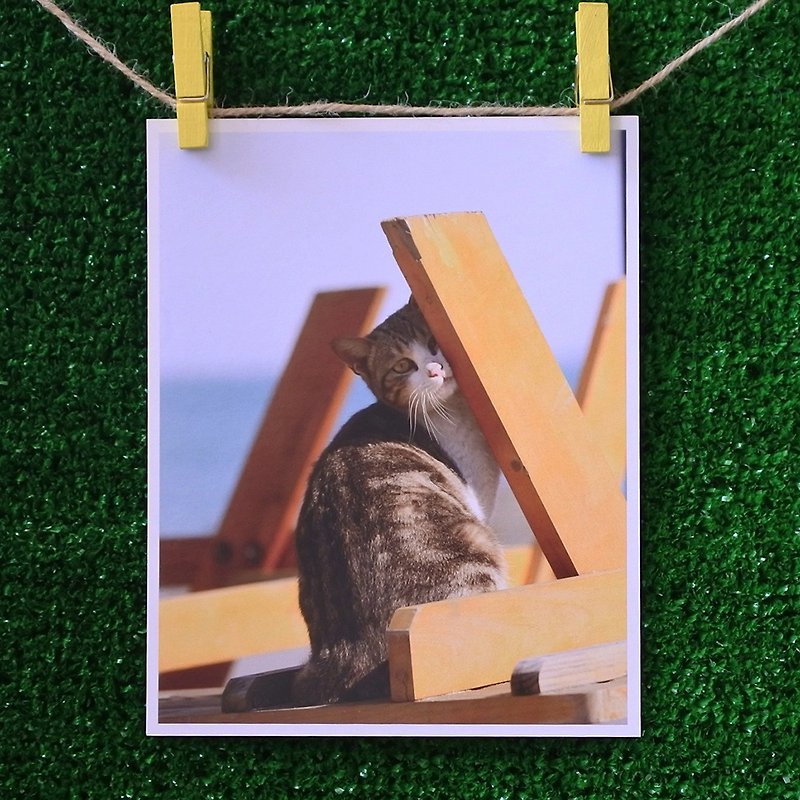 3猫屋猫写真ポストカード（写真：猫夫人）–太陽の下での愛 - カード・はがき - 紙 