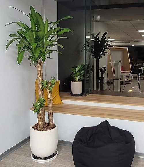 盆空間 Flower & Plant Studio 開幕送禮盆栽-巴西鐵樹