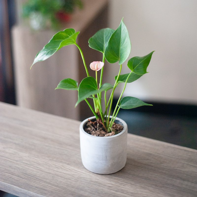 [Blooming all year round] Mini pink flamingo foliage plant indoor planting outdoor planting gift-giving potted plant