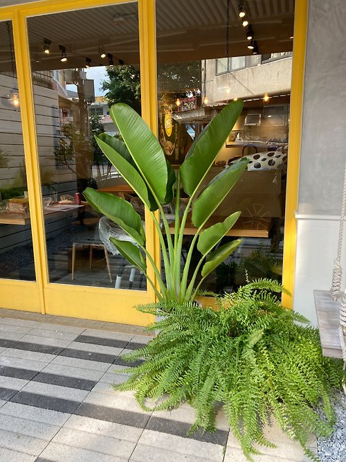 菩提園藝 【商空綠化】門面設計 | 度假氣息的早午餐