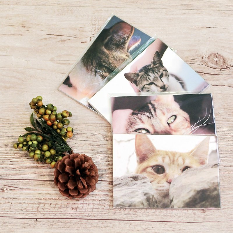 猫と猫のポストカード/ 10スタイル（両面印刷）| Street Cats / Meeks / Langlang / postcard - カード・はがき - 紙 多色