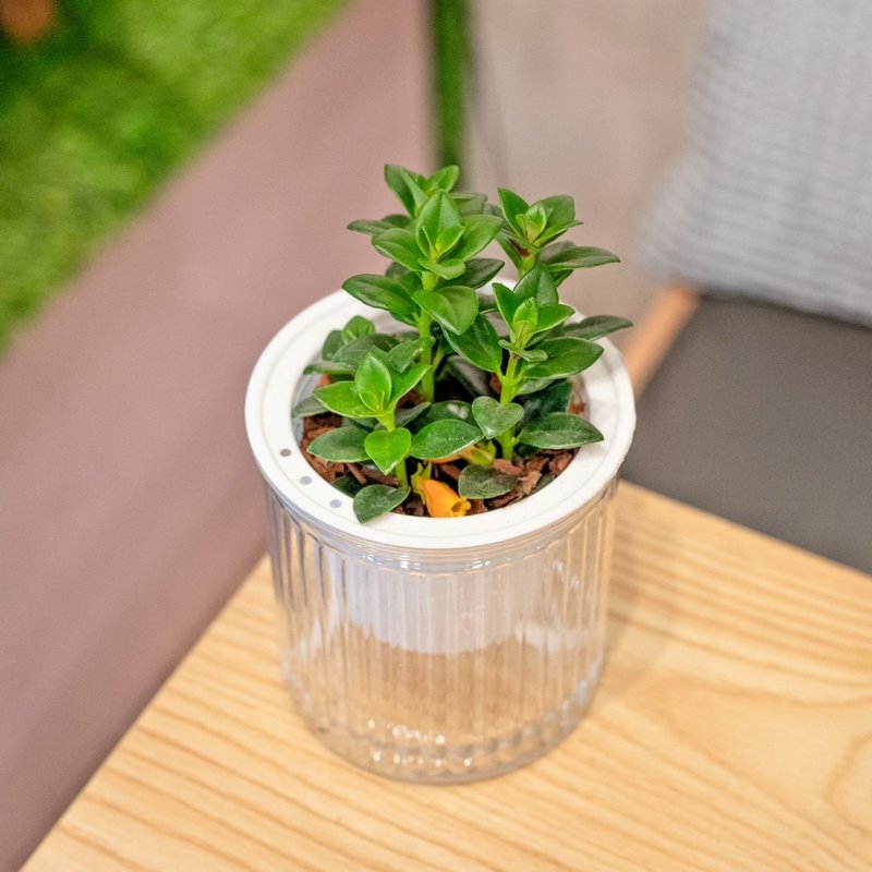 金魚花 免澆水盆栽 室內植物 觀葉植物  禮物 辦公室小物 - 盆栽/植栽 - 植物．花 