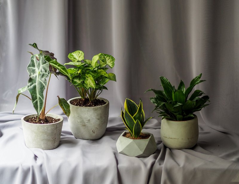 Cement pot series - Plants - Plants & Flowers Green