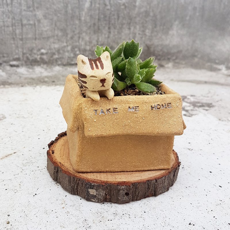 Carton Cat【Square box - Tabby】+ Succulents - ตกแต่งต้นไม้ - ดินเผา สีกากี