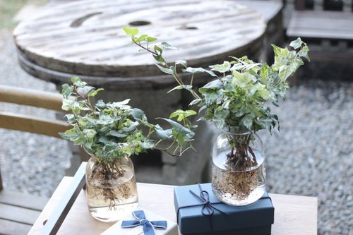 植物蔓蔓 l 水培植栽專賣 水培植栽│斑葉常春藤 室內植物 辦公室盆栽 店內佈置 送禮