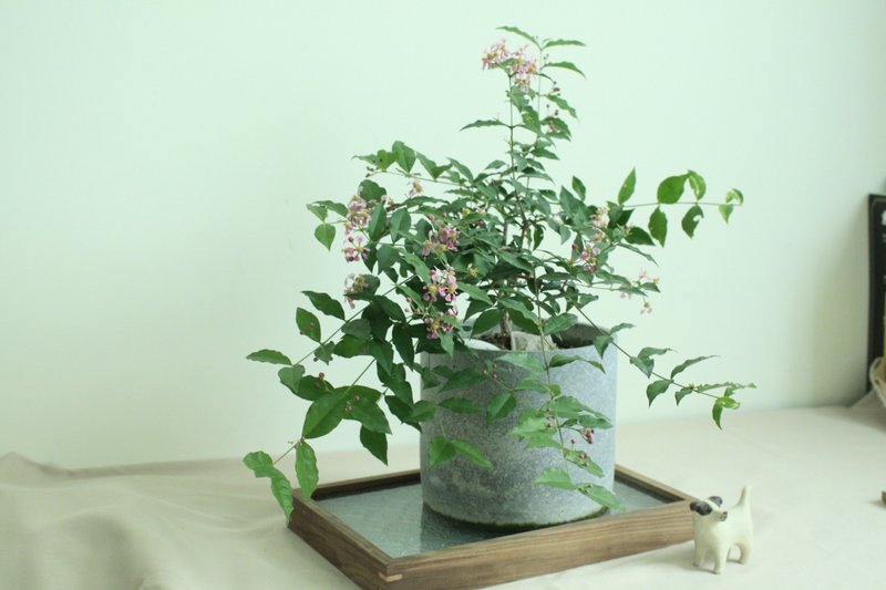 李氏櫻桃 l 花苞花卉 中型盆栽 愛情 禮物 - 盆栽/植栽 - 植物．花 