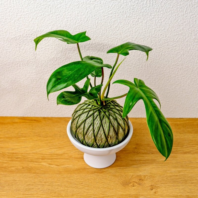 苔球植物 龍爪蔓綠絨墨綠苔球加磨砂高腳缽 苔球 苔玉 禮物 送禮 - 盆栽/植栽 - 植物．花 綠色
