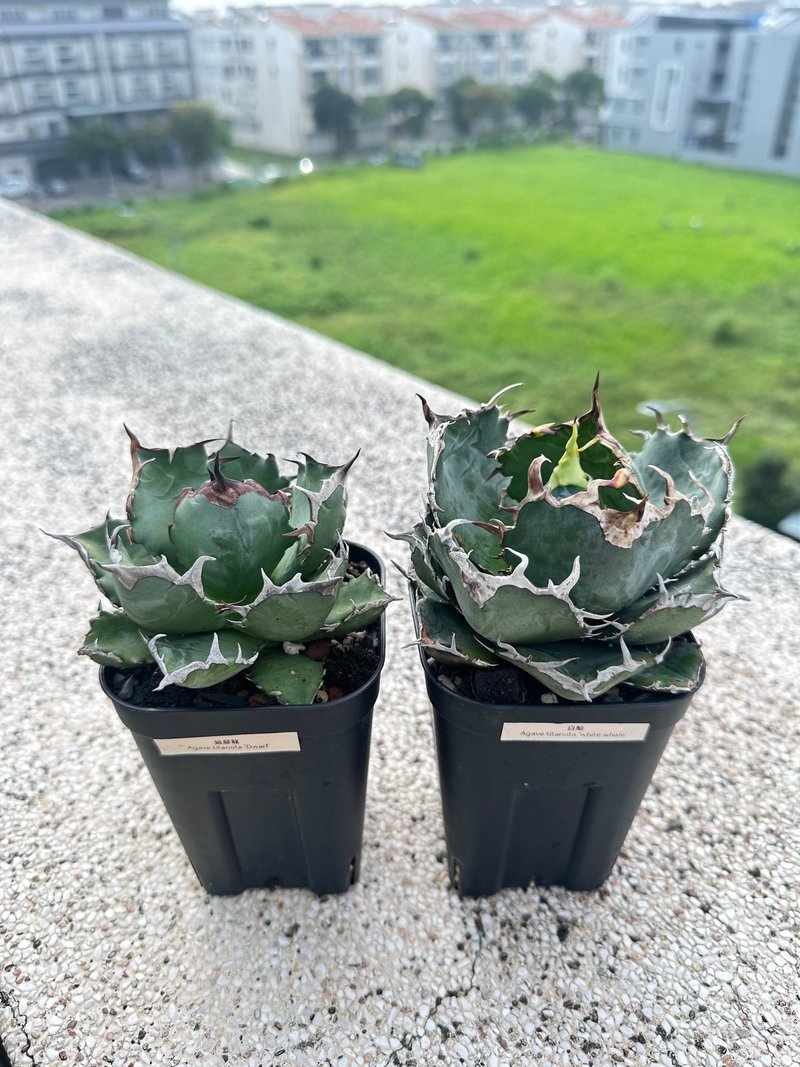 龍舌蘭-姬嚴龍&白鯨嚴龍 - 盆栽/植栽 - 植物．花 