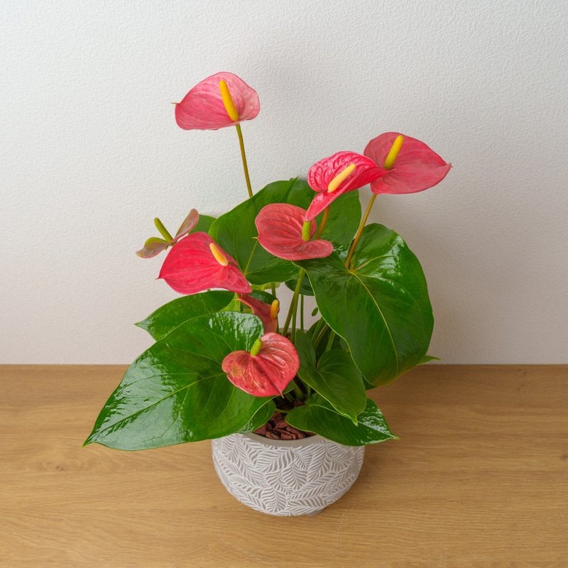Anthurium large leaf pattern Cement potted table potted plant opening gift housewarming gift - ตกแต่งต้นไม้ - พืช/ดอกไม้ 