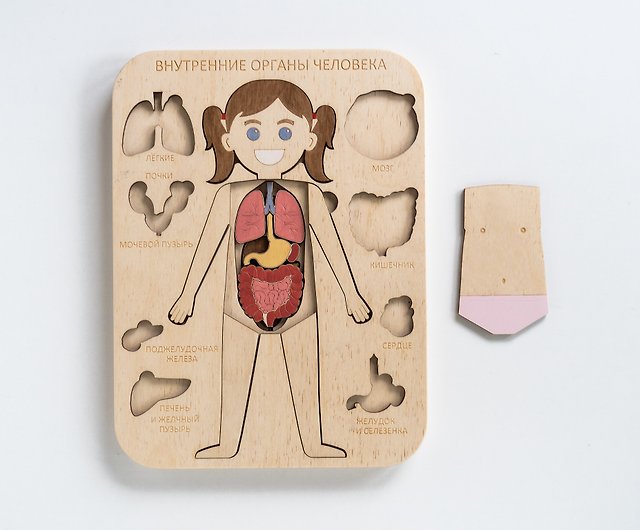 DIY Male Human Body Puzzle Kit, Internal Organs Matching Game – My