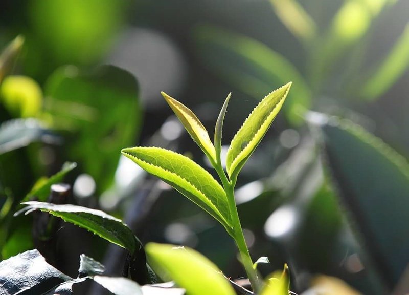 【證照班】茶葉品評二級 (高雄班) - 其他 - 其他材質 