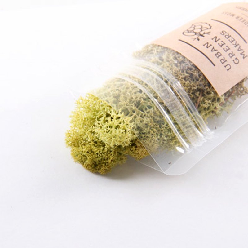 馴鹿最喜歡的植物 - Moss 馴鹿苔 / 草綠色 - 花藝/盆栽/植栽 - 植物．花 綠色