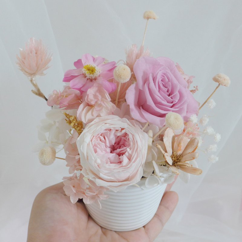 Cherry pink opening potted flower wedding bouquet eternal flower Mother's Day Valentine's Day rose birthday graduation gift - ช่อดอกไม้แห้ง - พืช/ดอกไม้ สึชมพู