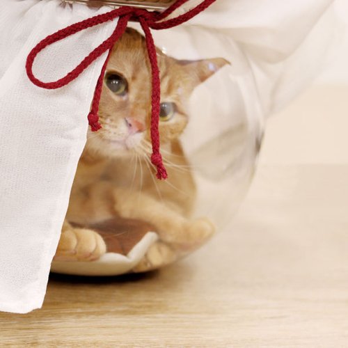 DoggyMan 日本寵物國民品牌 【日本CattyMan】金魚缽透明貓睡窩