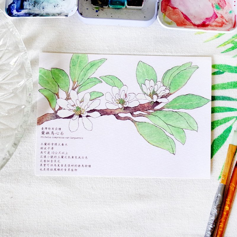 原創水彩畫明信片 臺灣特有亞種 蘭嶼烏心石 - 卡片/明信片 - 紙 白色