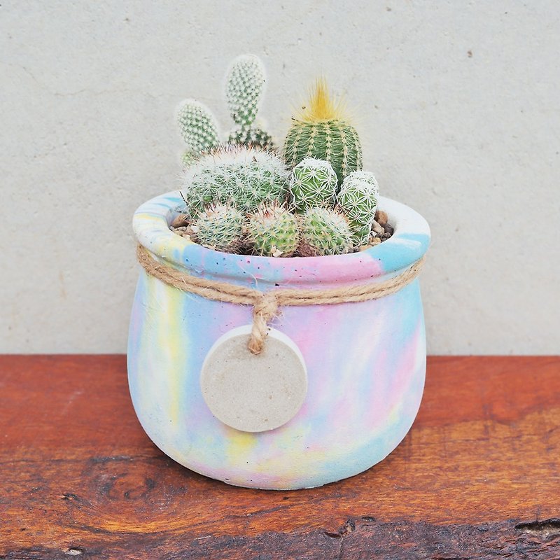 Peas Succulents and small groceries - Handmade clay handle with the series - Amoy Tao _ mixed color - Plants - Cement Multicolor
