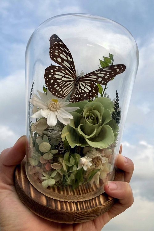 鯉花 Koiflora life 蝴蝶標本玻璃盅 / 淡紋青斑蝶/七夕情人節/父親節禮物/大地之窗