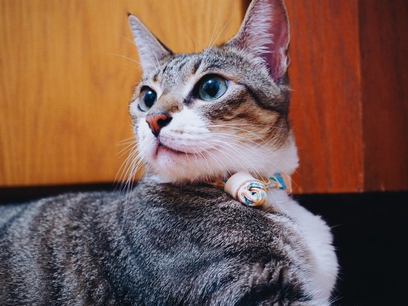 貓 項圈 湳洋小畫家 花磚 諸紅 青藍 可加購吊牌 附鈴鐺 - 貓狗頸圈/牽繩 - 棉．麻 