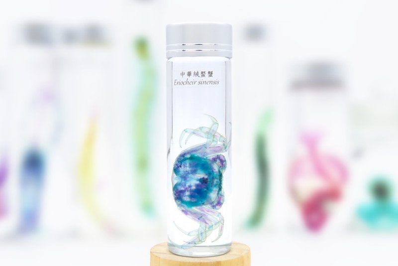透明生物標本 - 中華絨螯蟹 Eriocheir sinensis (大) - 擺飾/家飾品 - 玻璃 