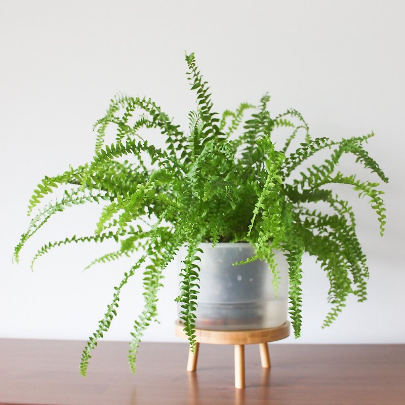 自動水やり自動水やり怠惰な植木鉢シングルポット (12cm-2 セット) - 花瓶・植木鉢 - プラスチック 透明