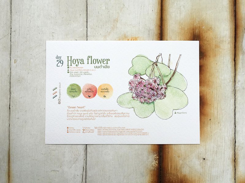 Local flowers postcard - day 29 hoya flower - การ์ด/โปสการ์ด - กระดาษ 