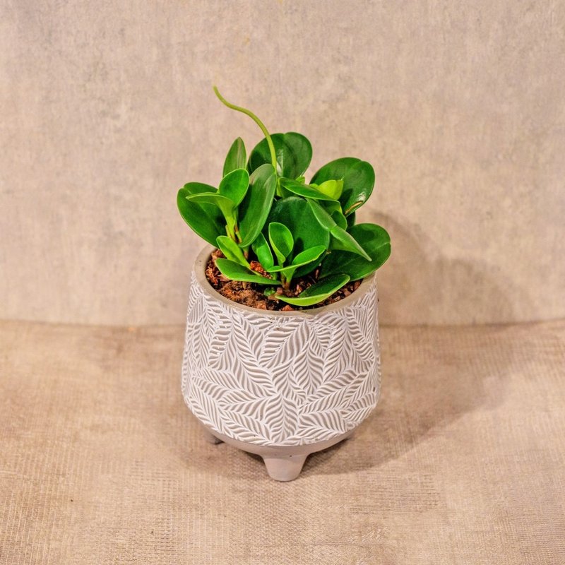 Round-leaf peppergrass small leaf pattern Cement potted table potted plant opening gift housewarming gift - ตกแต่งต้นไม้ - พืช/ดอกไม้ 