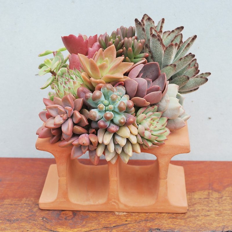 Peas succulents and small groceries _ creative planting series unique works - horizontal hollow inlay flesh - ตกแต่งต้นไม้ - ดินเผา สีนำ้ตาล