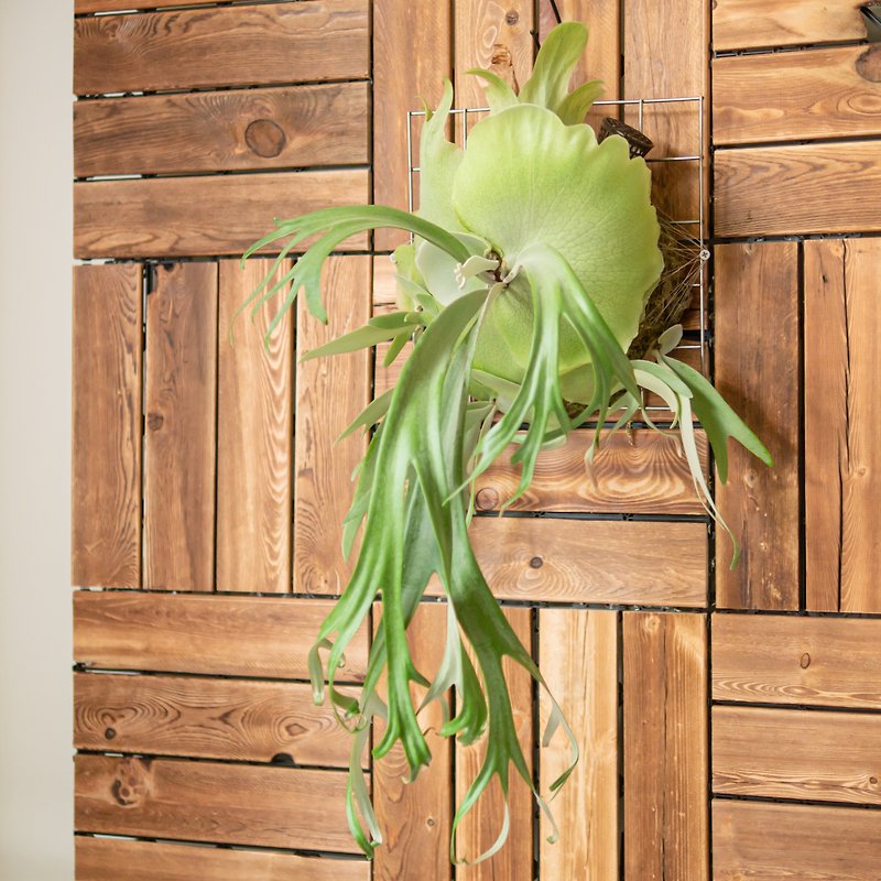 A+ Javanese Staghorn Fern Gift Congratulations Planting Indoor Plants Foliage Rainforest - ตกแต่งต้นไม้ - ไม้ 