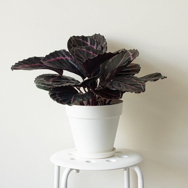 Dottie Black Rose Large Indoor Planting_Dutch Design Minimalist Fog Basin - 観葉植物 - 寄せ植え・花 