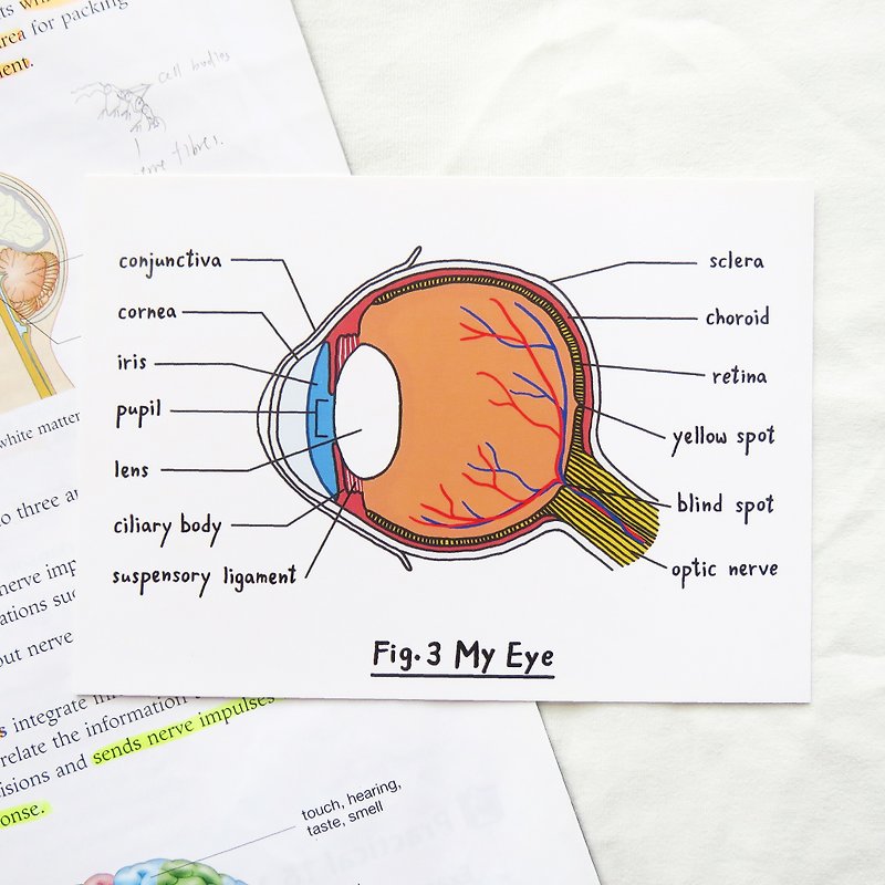 Please read carefully / Biological Eye Clear Postcard Organ Anatomy - การ์ด/โปสการ์ด - กระดาษ 