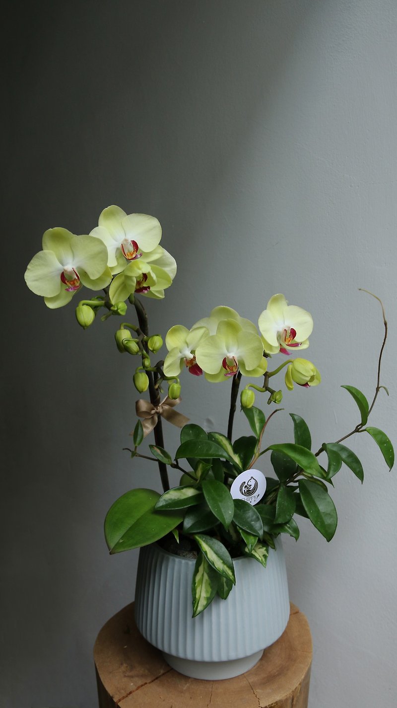 【Flower Ceremony Series】Wasabi Yellow Orchid Ceremony Opening Celebration to Improve Gold Luck - Plants - Plants & Flowers 