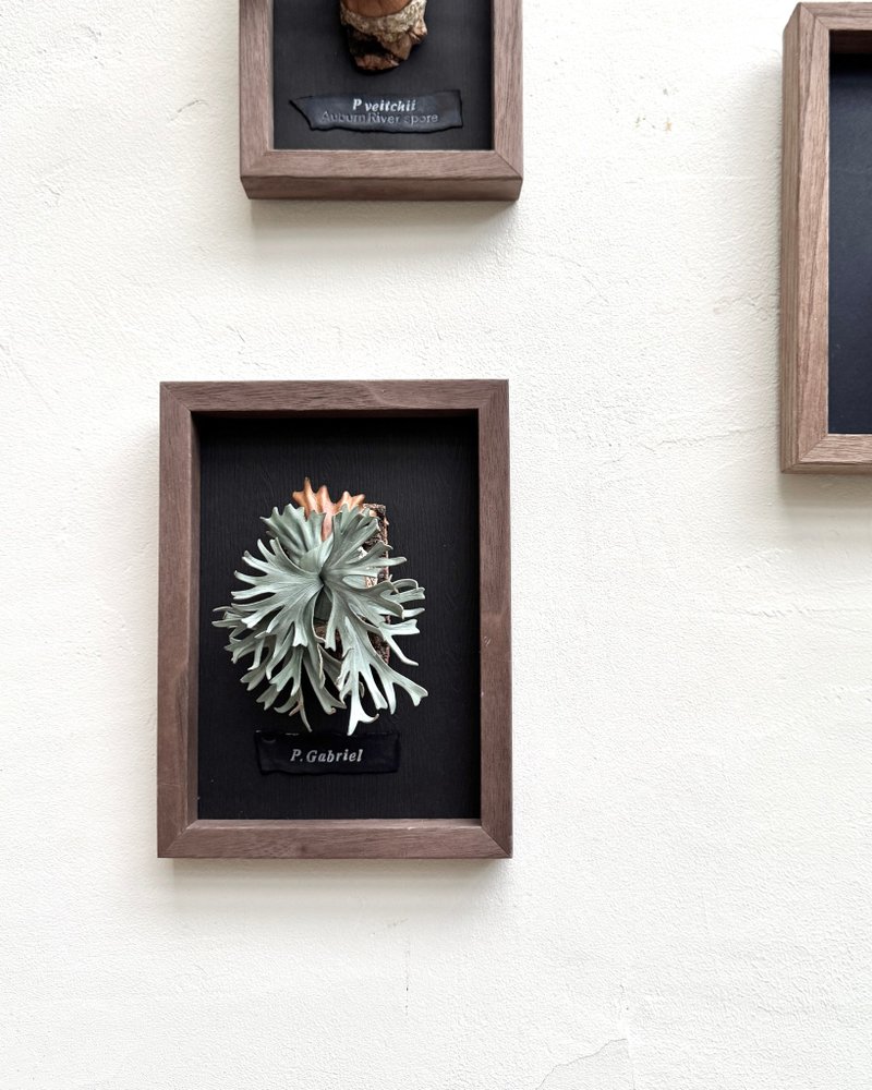 P. Grande Staghorn Fern_Leather Framed Art - ตกแต่งผนัง - หนังแท้ 