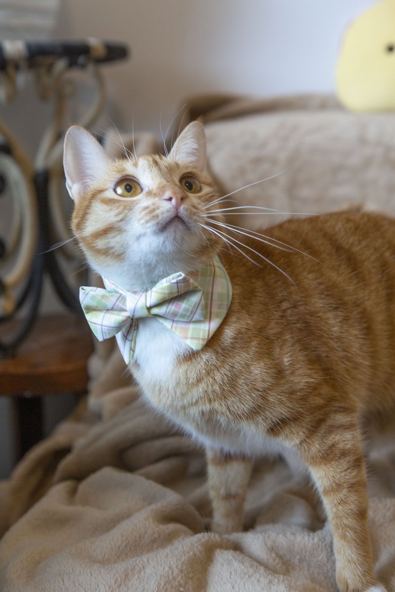 Pets Collar with Bowties with Plaids Pattern in green color - ปลอกคอ - ไฟเบอร์อื่นๆ สีเขียว