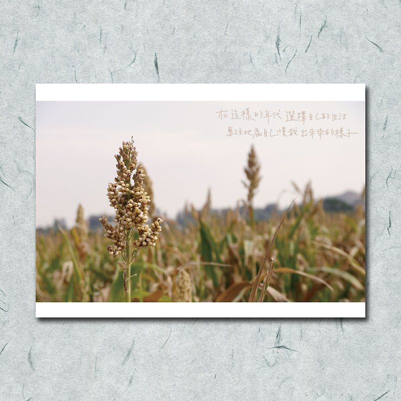 Travel Photography / Slowly Planting the Future / Sorghum Field / Kinmen Photo / Card Postcard - การ์ด/โปสการ์ด - กระดาษ 