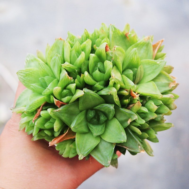 [Doudou Succulents] Housewarming│Gifts│Promotion│Succulents│-Jingzhihua Qunsheng - ตกแต่งต้นไม้ - พืช/ดอกไม้ 