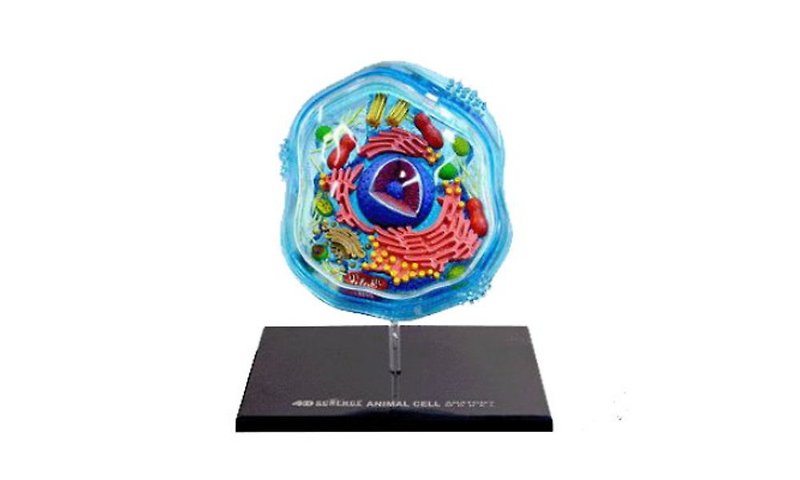 4D立体モデル - 動物細胞 - 人形・フィギュア - プラスチック 