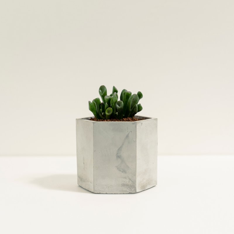 筒葉花月│泥作系列│福所栽 - 盆栽/植栽 - 水泥 綠色