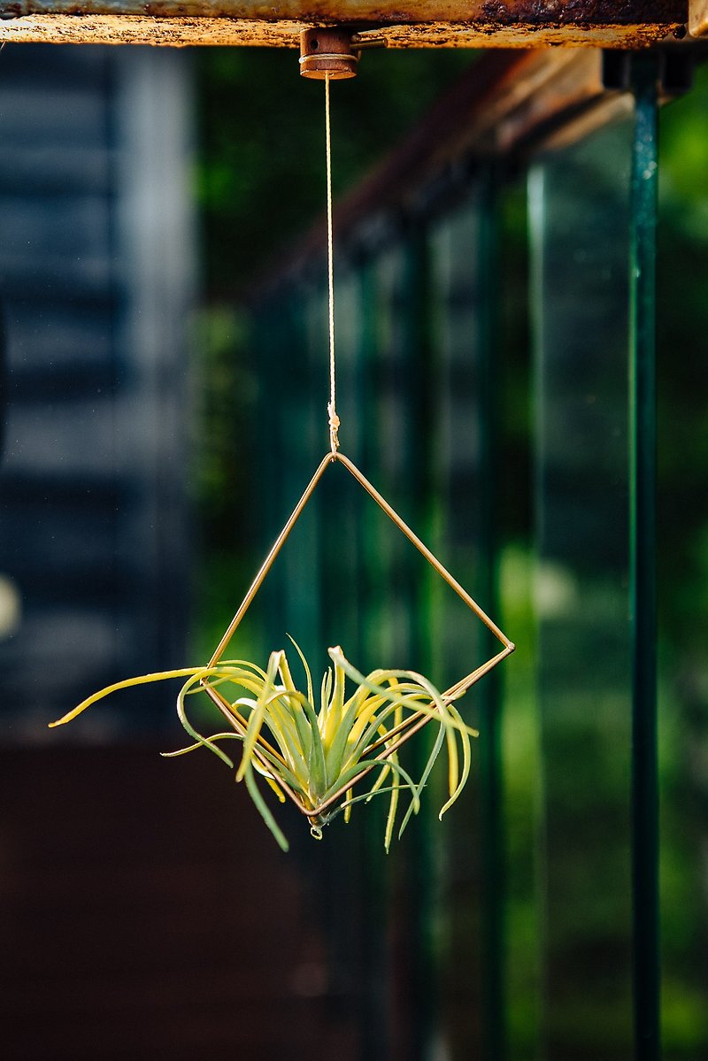 其他金屬 花瓶/花器 咖啡色 - FREEDOM 植由自在 可調式磁吸植物吊架-不對稱