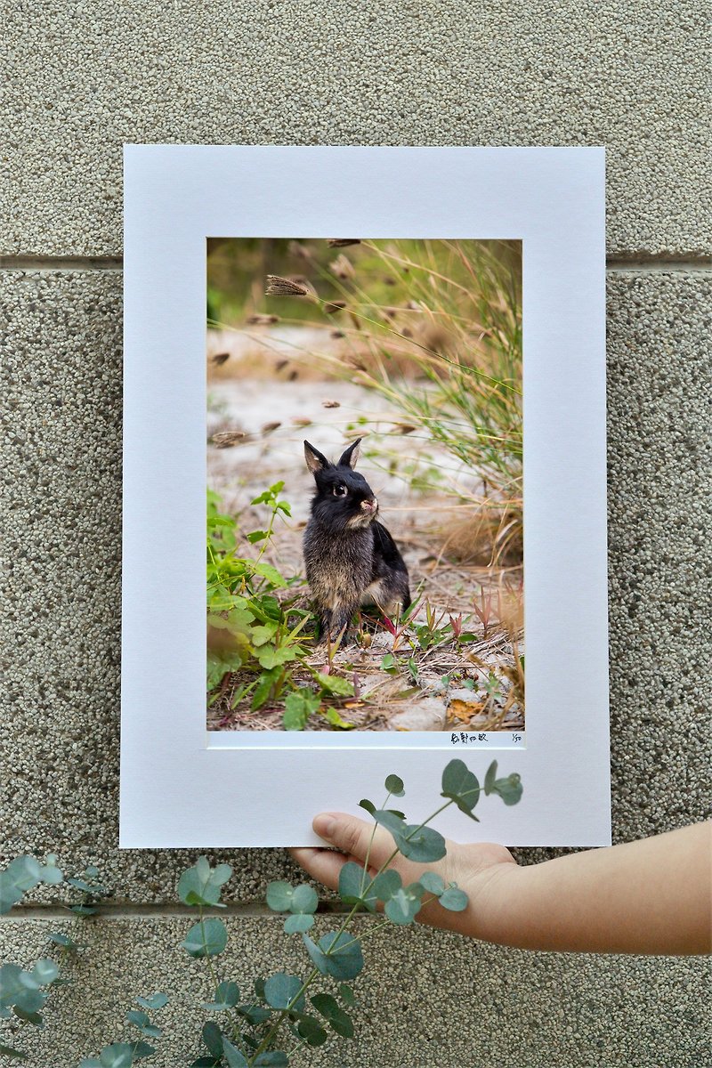 Original limited edition rabbit photography art-style - Items for Display - Paper Khaki