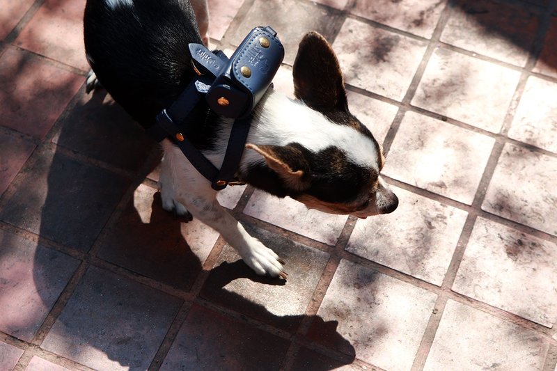 Classic Pet Harness & Backpack Set, Soft leather, Poop bag holder for Dog & Cat - Collars & Leashes - Genuine Leather Blue