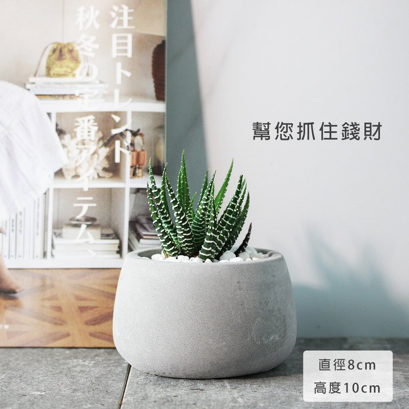 十二之卷 | 招財植物 | 稍耐陰的多肉植物 | 斑馬十二卷 | 室內植 - 盆栽/植栽 - 植物．花 綠色
