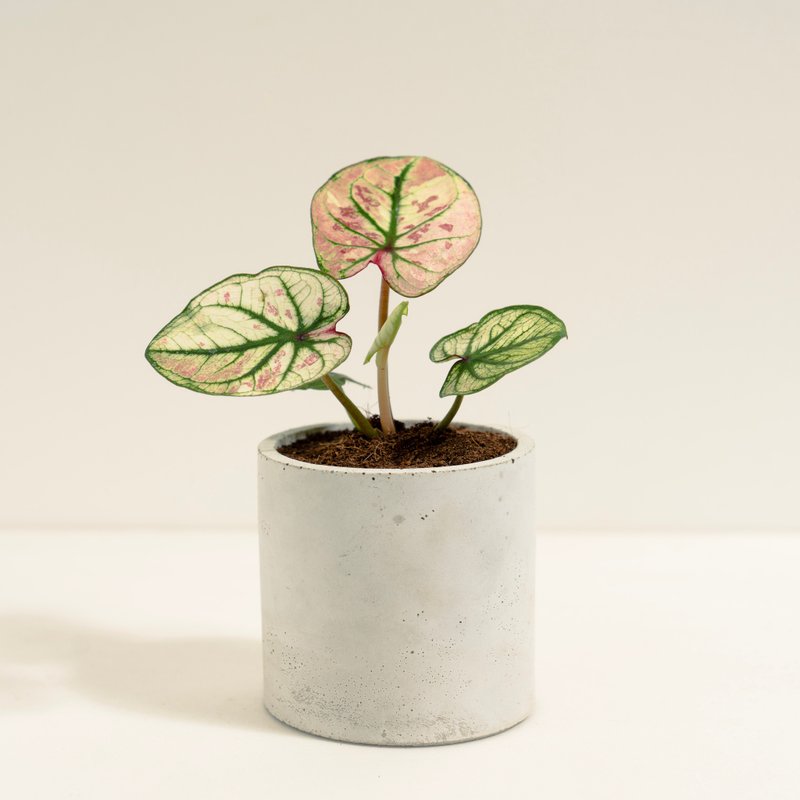 草莓之星彩葉芋│泥作系列│福所栽 - 盆栽/植栽 - 水泥 多色